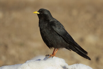 Alpine Chough, Alpenkauw, Pyrrhocorax graculus