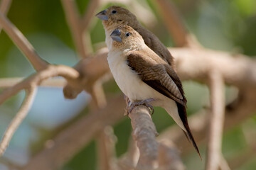 Zilverbekje, African Silverbill, Lonchura cantans