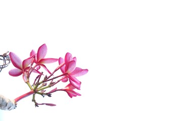 A bouquet of beautiful pink plumeria flower blossom in botanical garden on white isolated background