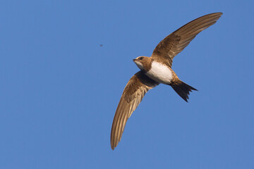 Alpengierzwaluw, Alpine Swift, Tachymarptis melba