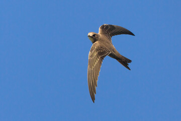 Alpengierzwaluw, Alpine Swift, Tachymarptis melba