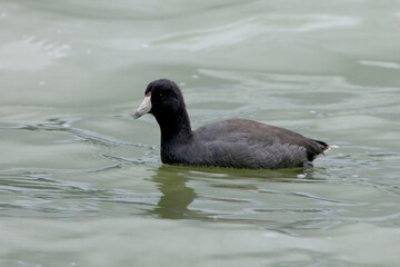 Amerikaanse Meerkoet, American Coot, Fulica americana