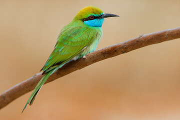 Arabische Kleine Bijeneter, Arabian Green Bee-eater, Merops Orientalis cyanophrys