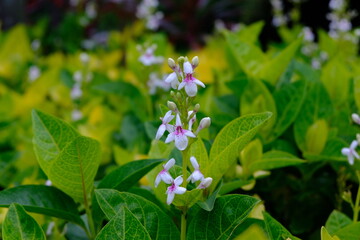 Purple white flowers in the garden