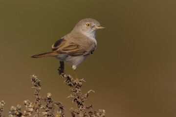 Woestijngrasmus, Asian Desert Warbler, Sylvia nana