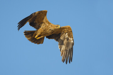 Keizerarend, Asian Imperial Eagle, Aquila heliaca