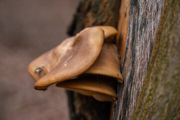 Hypsizygus edible mushroom healthy fungus in nature growing on tree