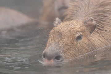 可愛いカピバラ