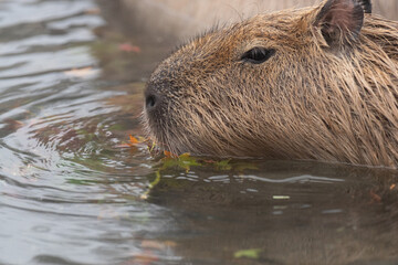 可愛いカピバラ