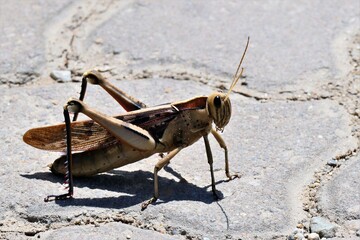 Acanthacris ruficornis ist eine sehr große Feldheuschrecke (Acrididae), die weit verbreitet in Afrika ist. Hier in George, Südafrika.