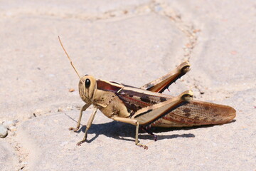 Acanthacris ruficornis ist eine sehr große Feldheuschrecke (Acrididae), die weit verbreitet in Afrika ist. Hier in George, Südafrika.