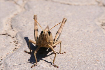 Acanthacris ruficornis ist eine sehr große Feldheuschrecke (Acrididae), die weit verbreitet in Afrika ist. Hier in George, Südafrika.