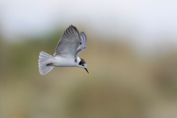 Black Tern, Zwarte Stern, Chlidonias niger