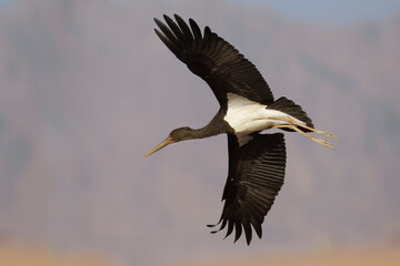 Zwarte Ooievaar, Black Stork, Ciconia nigra