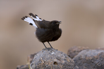 Black Wheatear, Zwarte Tapuit, Oenanthe leucura