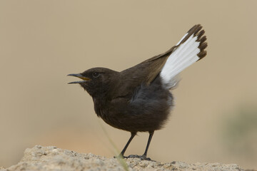 Black Wheatear, Zwarte Tapuit, Oenanthe leucura
