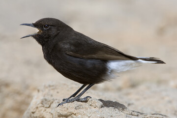 Black Wheatear, Zwarte Tapuit, Oenanthe leucura