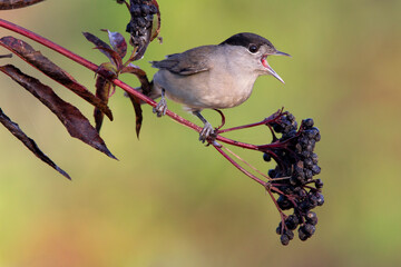 Zwartkop, Eurasian Blackcap, Sylvia atricapilla