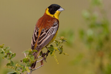 Zwartkopgors, Black-headed Bunting, Emberiza melanocephala