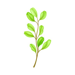 Green Grass Stalk as Wildflower Specie or Herbaceous Flowering Plant Vector Illustration