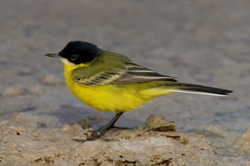 Balkankwikstaart, Black-headed Wagtail, Motacilla feldegg