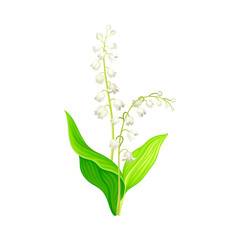 Lily of the Valley with Pendent Bell-shaped White Flowers Vector Illustration