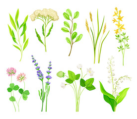 Naklejka na ściany i meble Wild Flowers and Herbaceous Flowering Plants Vector Collection