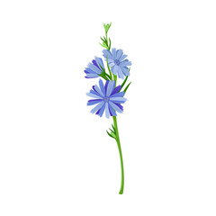Fototapeta na wymiar Chicory with Blue Flowers as Wildflower Specie Vector Illustration