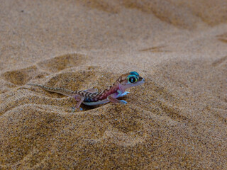 a desert gecko in the sand