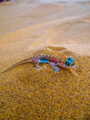 a desert gecko in the sand