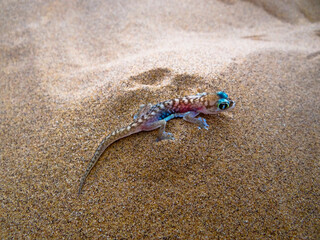 a desert gecko in the sand
