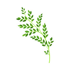 Grass Floral Branch as Wildflower Specie or Herbaceous Flowering Plant Vector Illustration