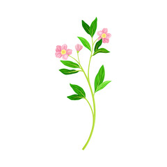Meadow Flower with Small Florets as Wildflower Specie Vector Illustration