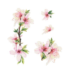 Romantic set with almond blooming branch. Hand drawn watercolor