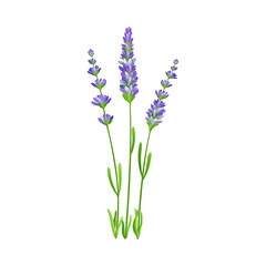 Lavender with Small Florets as Wildflower Specie or Herbaceous Flowering Plant Vector Illustration