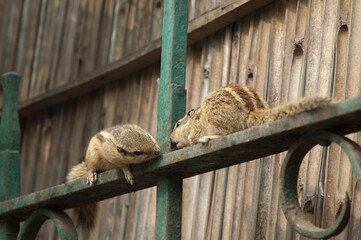 Indian palm squirrels Funambulus palmarum. Old Delhi. Delhi. India.