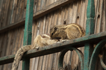 Indian palm squirrels Funambulus palmarum grooming. Old Delhi. Delhi. India.