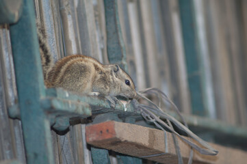 Indian palm squirrel Funambulus palmarum. Old Delhi. Delhi. India.