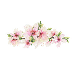Almond blossom isolated on white. Watercolor illustration