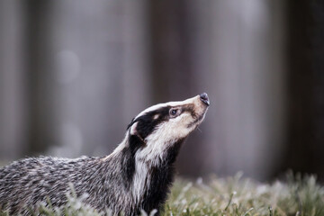 European badger (Meles meles) in winter time in a winter landscape in a natural wilderness setting. Wild scene of wild nature, Germany, Europe. © murmakova