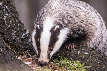 European badger (Meles meles) in winter time in a winter landscape in a natural wilderness setting. Wild scene of wild nature, Germany, Europe.