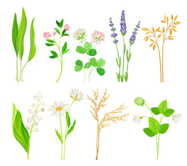 Wild Flowers and Herbaceous Flowering Plants Vector Collection