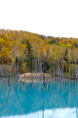 北海道美瑛の青い池