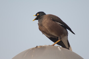 Common myna Acridotheres tristis calling and stretching. Old Delhi. Delhi. India.