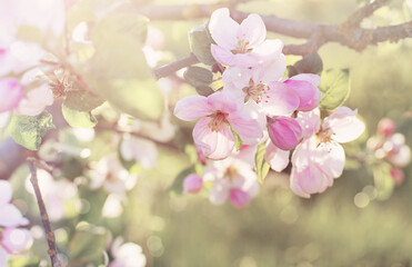 pink and white apple flowers in sunlight outdoor