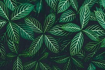 Fototapeta na wymiar tropical leaves, abstract green leaves texture, nature background