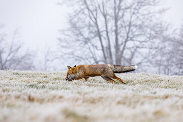 Cute red fox, Vulpes vulpes, in a winter landscape in a natural wilderness setting. Fox in the frozen grass.