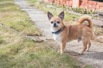 red-haired Chihuahua dog stands in full growth on the street, sticking out his tongue and looking at the camera 