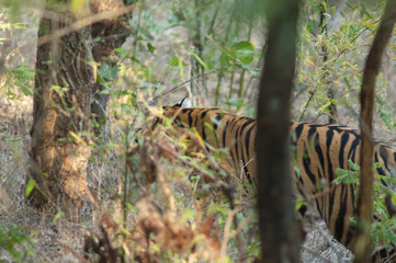 Fototapeta na wymiar Bengal tiger Panthera tigris tigris. Bandhavgarh National Park. Madhya Pradesh. India.