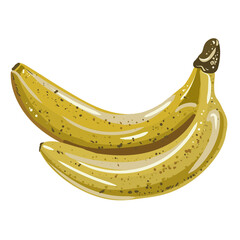 vector illustration of bananas. isolated yellow fruit